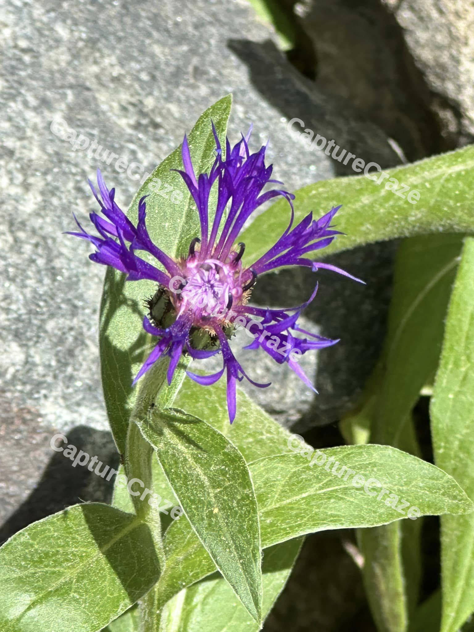 Purple Safflower